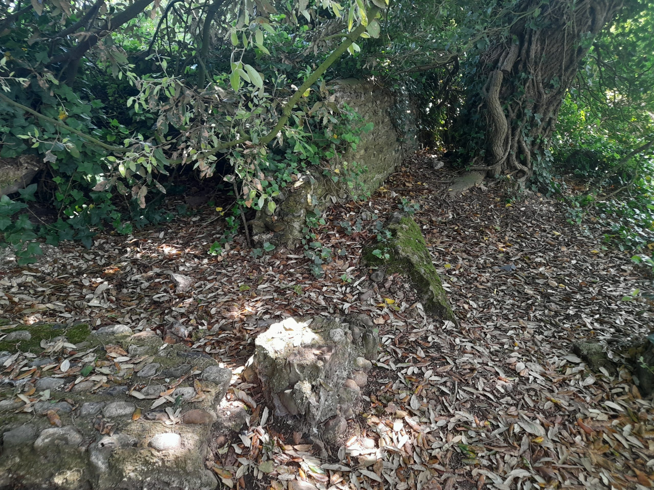 tree spirit