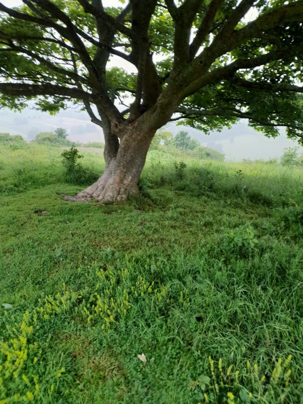 a backyard poet is inspired by the nature in their immediate surroundings